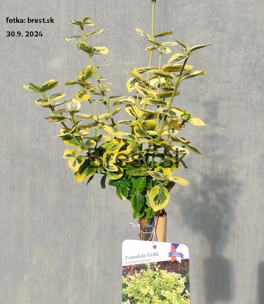 Euonymus fortunei 'Canadale Gold' 100cm kmienok